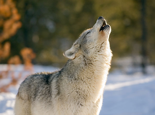A boat sits at a dock during sunset